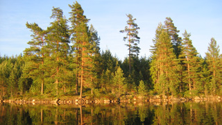 Underbart vacker skog i solnedgång